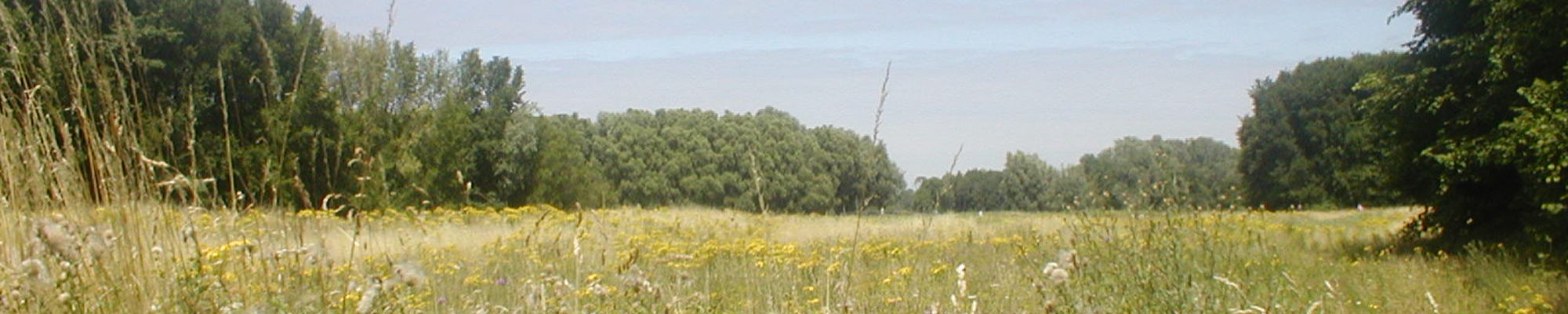 Gereformeerde Kerken Nederland