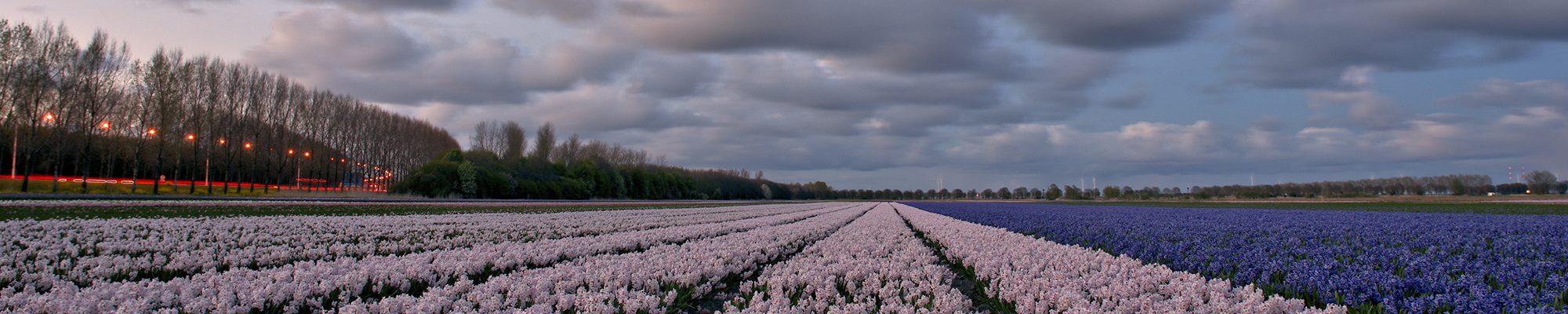 Gereformeerde Kerken Nederland